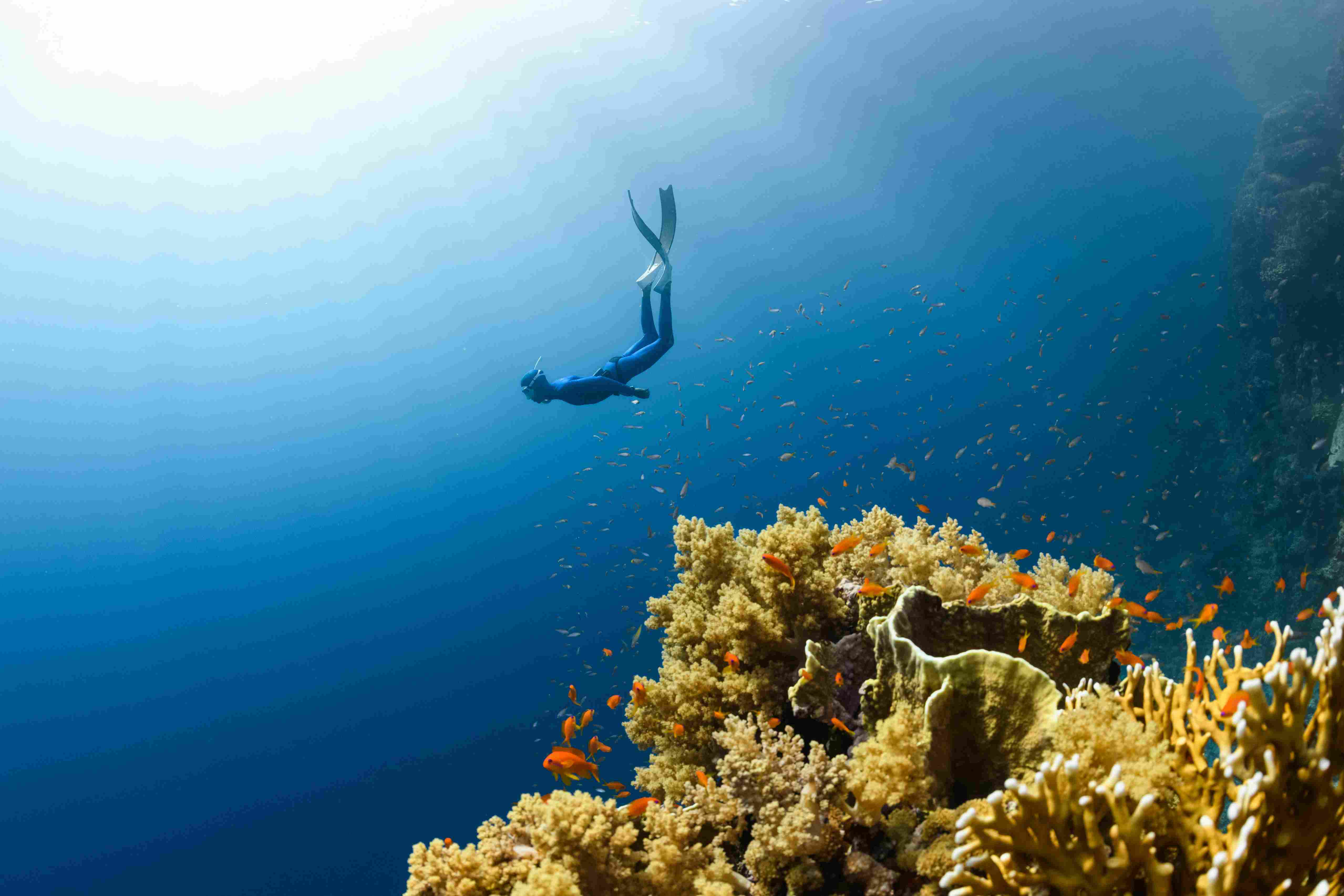 Underwater Red Sea coral scene